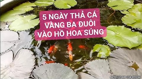 5 NGÀY Ở TRONG HỒ Xi MĂNG, CÁ VÀNG BA ĐUÔI DẠN HƠN VÀ NƯỚC ĐÃ TRONG DẦN SO VỚI 3 NGÀY TRƯỚC