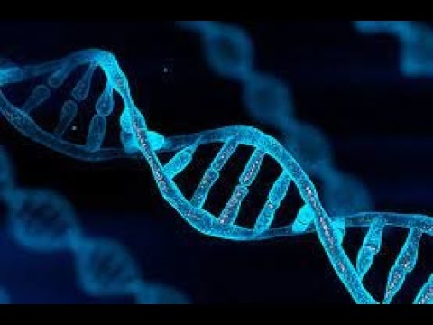فيديو: هل جينات الميتوكوندريا عديد الأدينيل؟