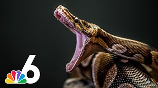 Why are Burmese pythons such a danger to Floridas ecosystem Wildlife expert explains