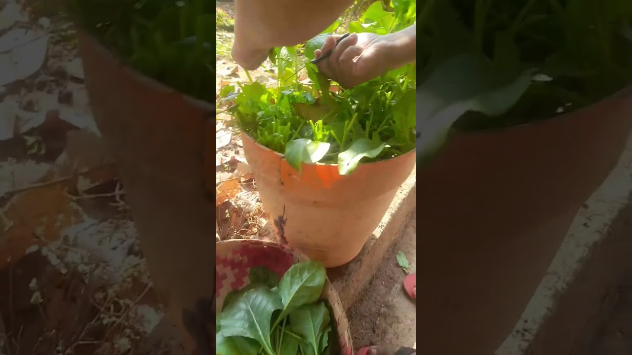 Harvesting Time|Spinach Harvesting in my garden ♥️