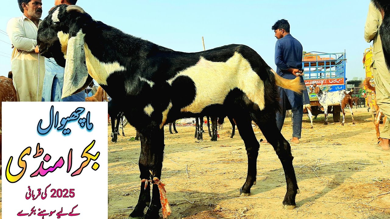 !01-11-2024!Machiwal Bakra Mandi Rates!Burewala!