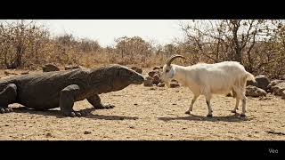 Comodo Dragon Vs Goat