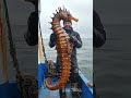 Small To Giant Animals Transformation!