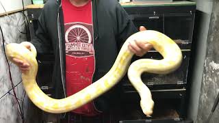 Famous New addition Albino Burmese Python just Picked up at a Reptile Show Wealth