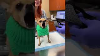 “This Went Horribly Wrong 😂🐶”