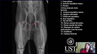 Video de radiografías miembro pélvico screenshot 4