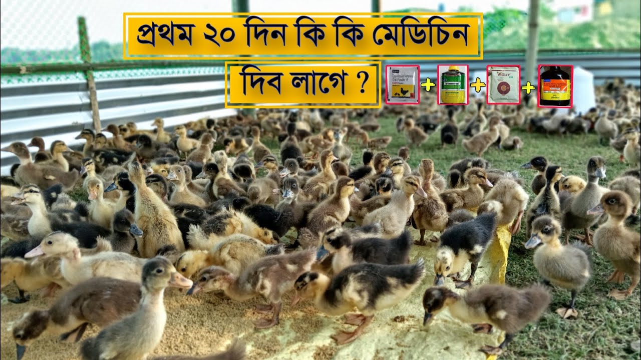 প্ৰথম ২০ দিনত কি কি মেডিচিন দিব লাগে? Baby Duck  care ।। Niribili agro farm