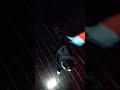 I'm doing the Spinning #cat #80smusic #fyp #funny #catlover