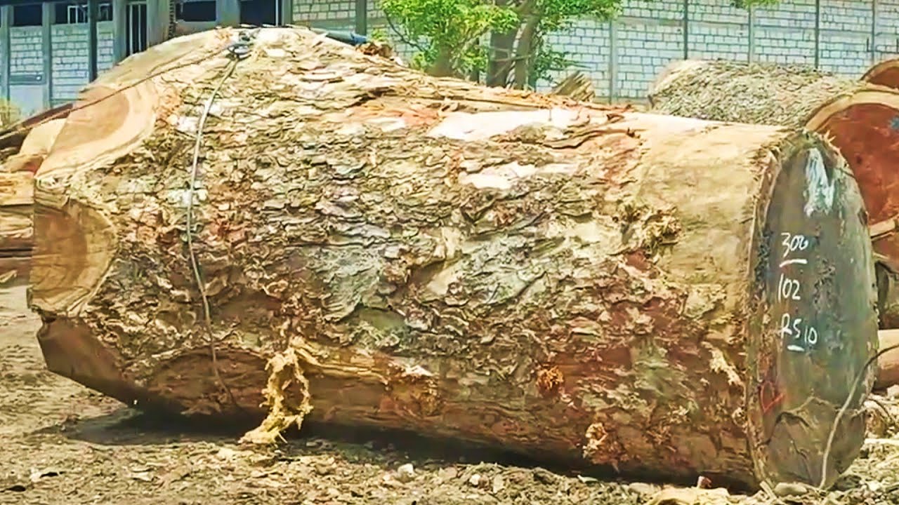 Full of challenges !! Process sawing giant trembesi tree trunks - YouTube
