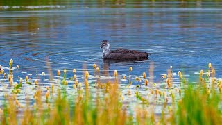 Live: See how migratory birds enjoy life at the Gahai Lake wetland