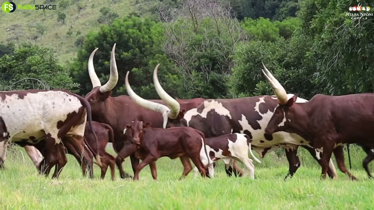 Ntaba Nyoni's 6th Annual Sale will take place at Phala-Phala Wildlife on the 4th of March at 11:00am