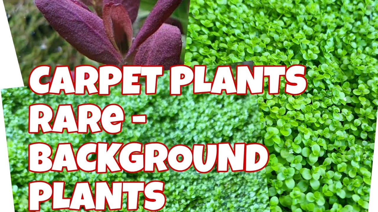 Aquatic Plants Carpet Plants For Background Plants YouTube