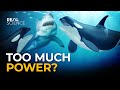 The insane biology of the orca