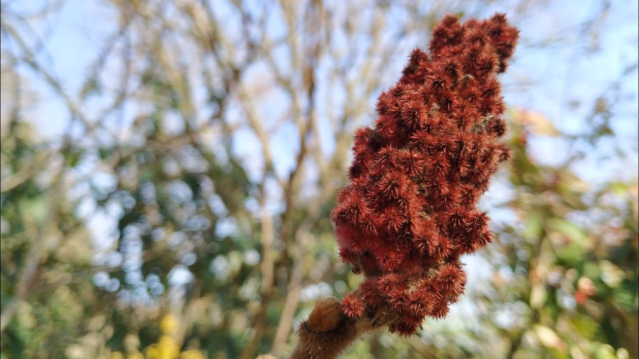 Instant vinegar fruit - Staghorn Sumach (Rhus typhina)