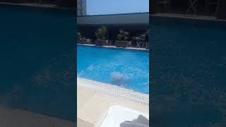 jumping in the pool. 2