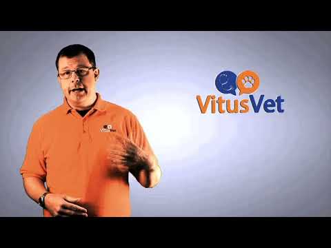 VitusVet