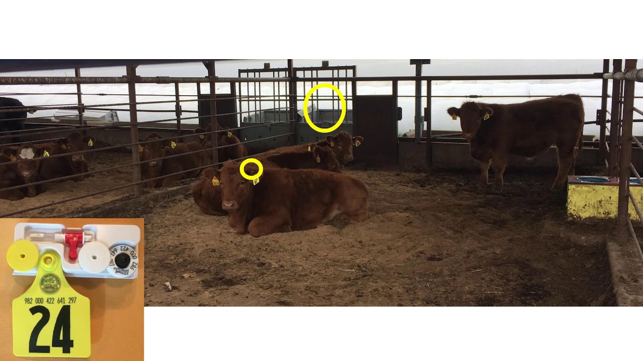 2018 Steer Profitability Competition SPC Featuring the SPC Team