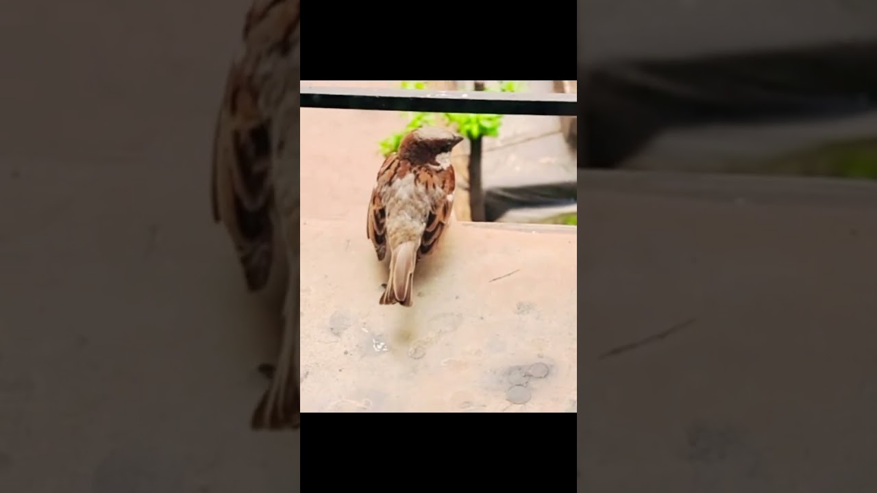 Indian House sparrow 