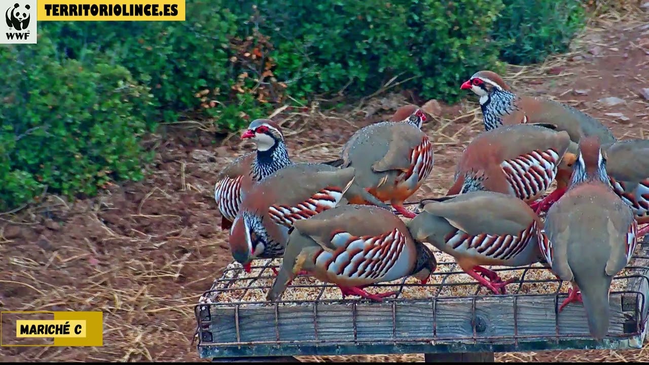 Perdices en procesión - 31-10-23