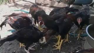 Yuk Intip Peternakan Ayam Bangkok Dengan Keuntungan Yang Menggiurkan