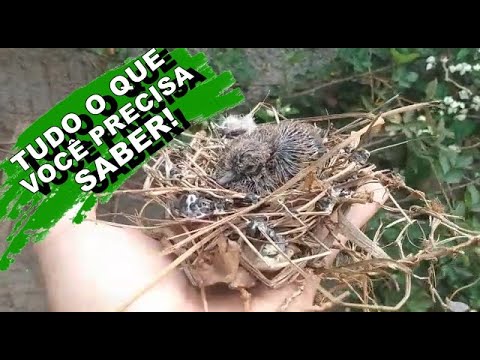 Vídeo: Como cuidar de pássaros selvagens feridos que não podem voar