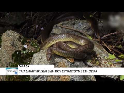 Βίντεο: Είναι τα φίδια των αρουραίων δηλητηριώδη;