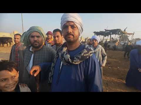 شاهدوا اسعار البقر الوالد بسوق عرب العوامر ابنوب اسيوط الاثنين 10 11 2025