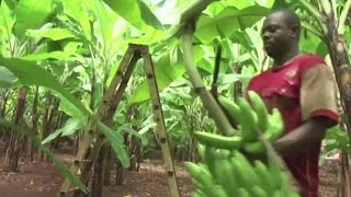 Afrique, Augmentation du rendement agricole