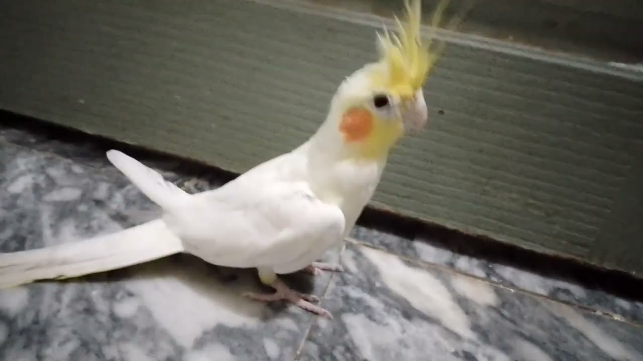 Beautiful cockatiel love birds flying 