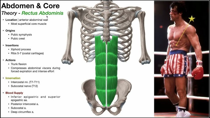 Anterior Abdomen (Part 3)  External & Internal Abdominal Obliques 