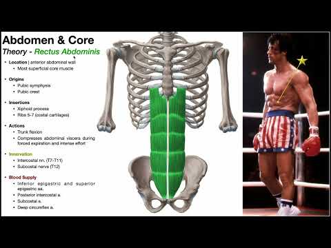 Anterior Abdomen (Part