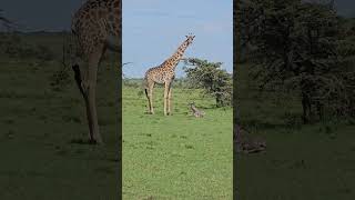 Giraffes gives birth standing up #wildlife#animals#tourism#adventure#roadtrip#world#holi#africa#maa
