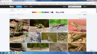 How to Find an Image on Flickr