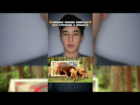 Лев посмотрел на своё отражение в зеркале!😱#shorts
