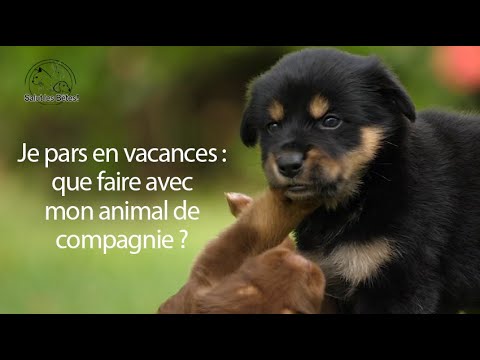 Vidéo: Allez-y Et « Encouragez Un Animal De Compagnie Solitaire Pour Les Vacances »