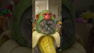 More brainrot to bring Bri back!