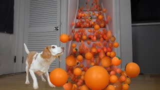 Dog Goes Crazy For 1000 Oranges