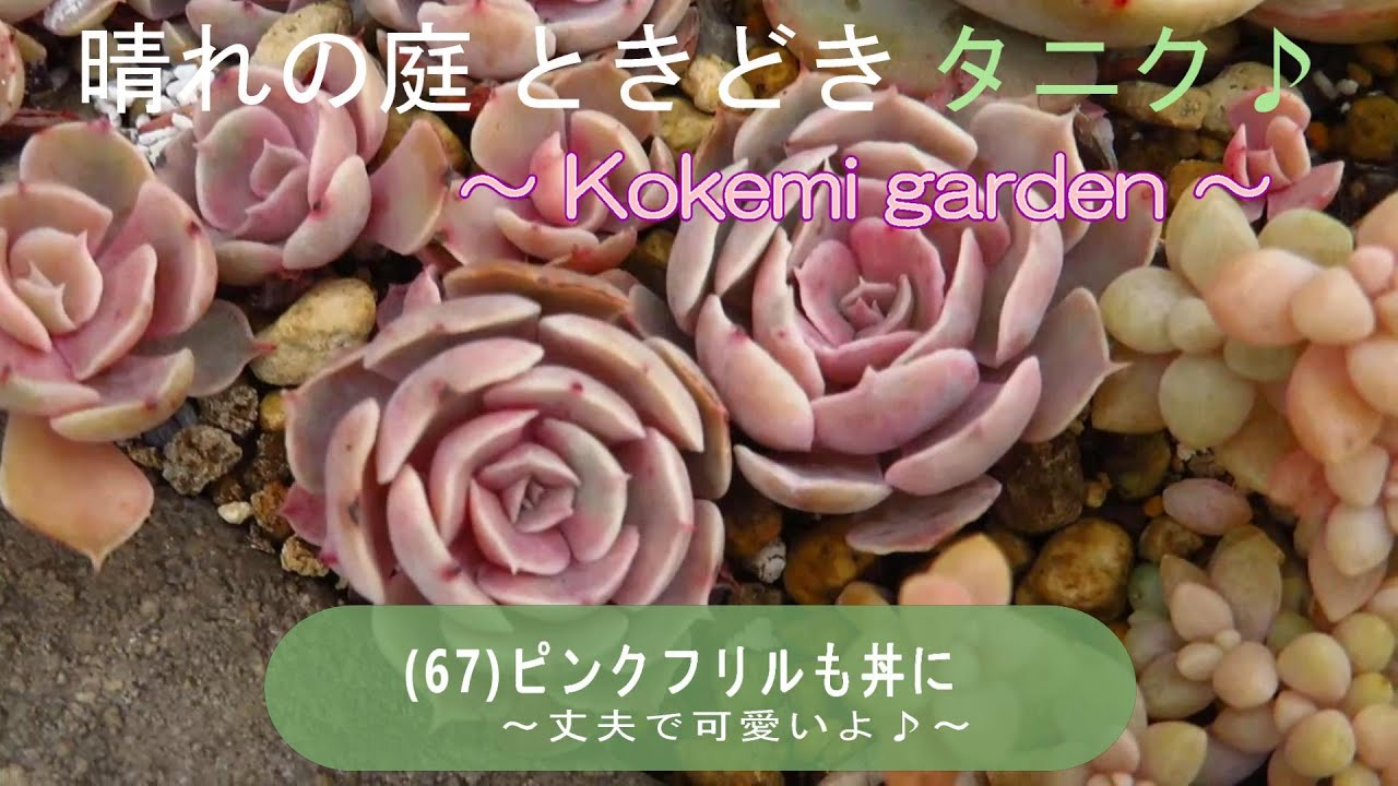 【多肉植物】(67)ピンクフリルも丼に  ～丈夫で可愛いよ♪～