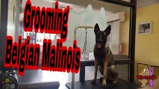 Grooming Belgian Malinois | Ear Cleaning / Blowdrying | Mj Farm LifePet Shop Yuki Wolf