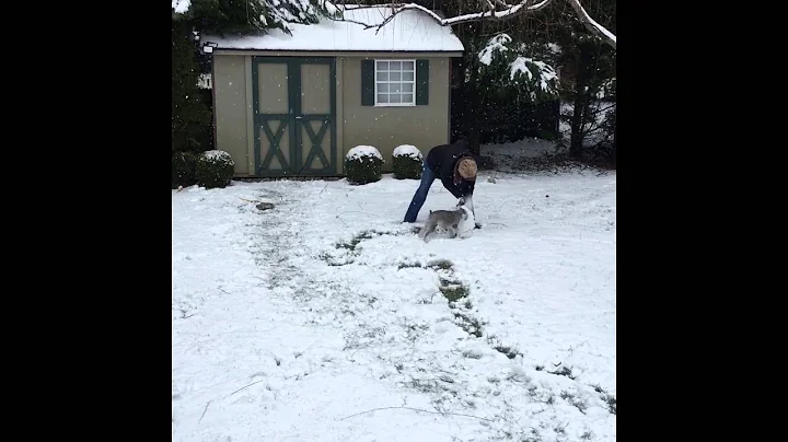 Daisy Makes a Snowman 2016