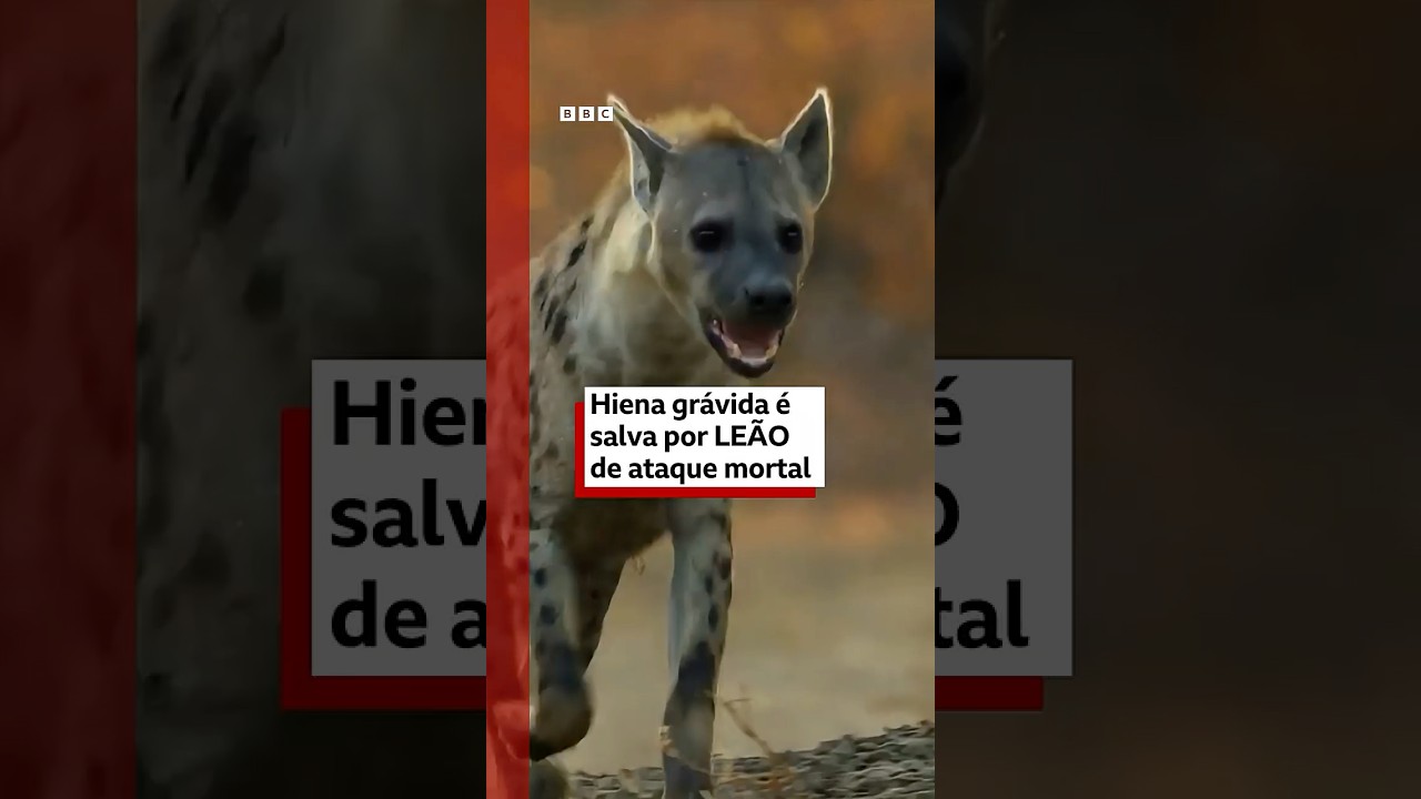 Hiena grávida é salva por leão de ataque mortal de cães selvagens TV Online Hiena grávida é salva por leão de ataque mortal de cães selvagens