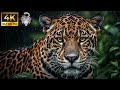 Wild Amazon: The Battle for Survival in a Harsh Wilderness | Wildlife documentary