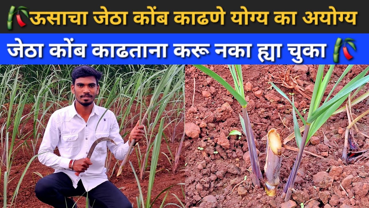 🎋उसाचा जेठा कोंब काढणे | ऊसाचा जेठा कोंब कधी काढतात |उसाचा जेठा कोंब कसा काढतात @Mrsmartbaliraja