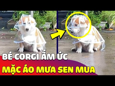 Video Cưng xỉu hình ảnh bé Corgi lần đầu MẶC ÁO MƯA và vẻ... - youtube