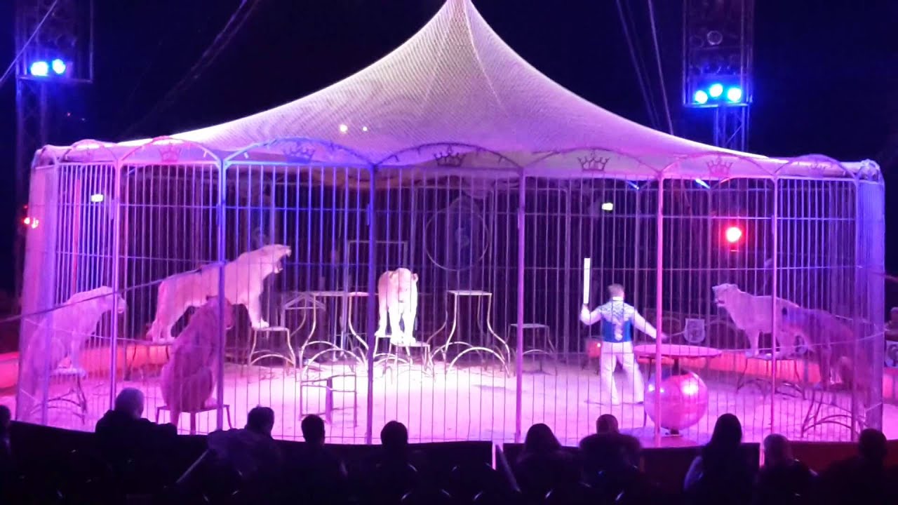 White lions dressage Ludvík Berousek