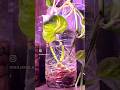 My propagation corner | So many plant cuttings 🌱 Multiplying existing plants