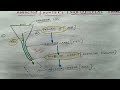 Adductor Canal , 1/5 ( Basic )