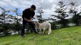 Cute Lamb Enjoys Getting Brushed