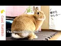 【うさぎ】ダイエットの結果発表と爪切り前後のウサギの心境【ネザーランドドワーフ】Rabbit vlog #55 The results of the diet.