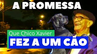 A PROMESSA QUE CHICO XAVIER FEZ A UM CÃO